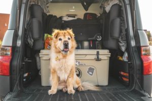 Are You In Need Of A Trunk Organizer?